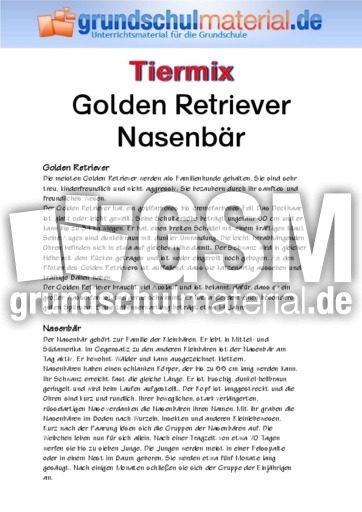 Golden Retriever - Nasenbär.pdf
